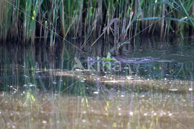 Coypu (Myocastor coypus)