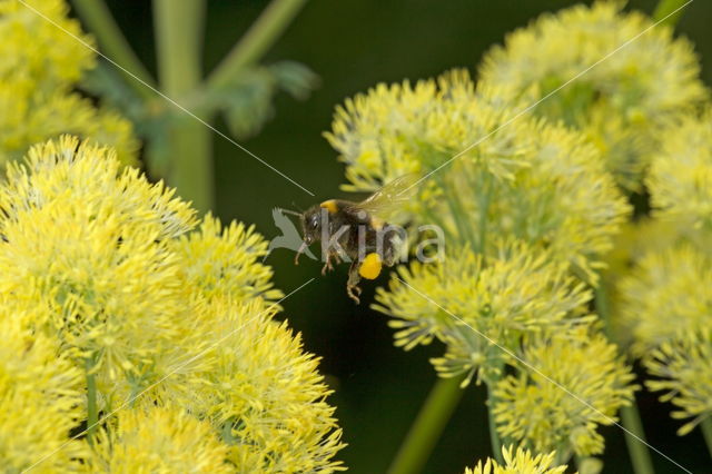 Bij (Apidae sp.)