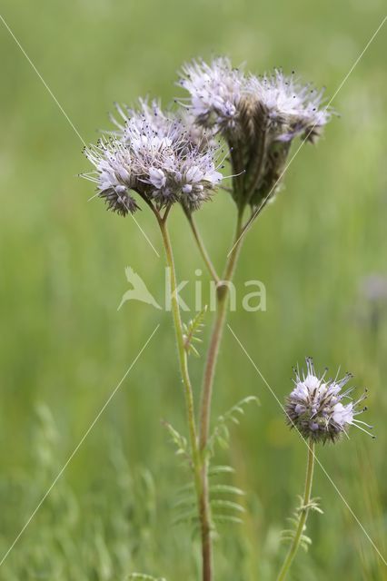 Lacy Phacelia (Phacelia tanacetifolia)