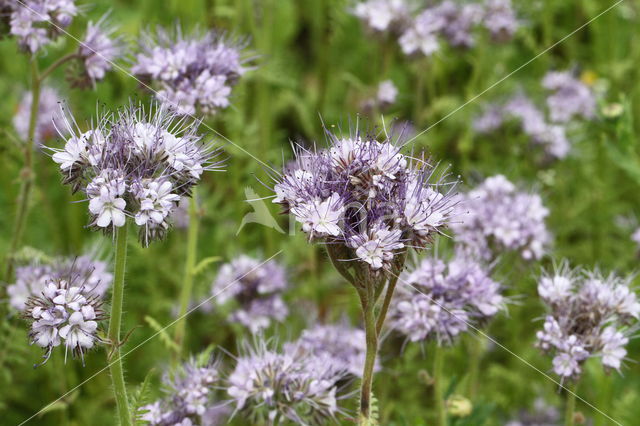 Lacy Phacelia (Phacelia tanacetifolia)