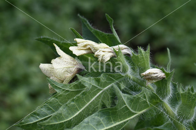 Henbane (Hyoscyamus niger)