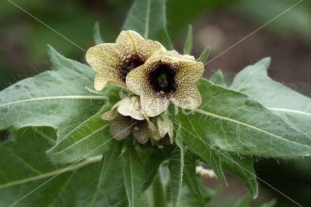 Henbane (Hyoscyamus niger)