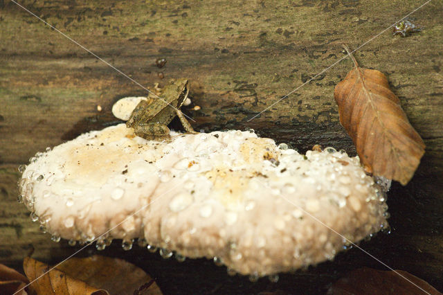 Bittere kaaszwam (Oligoporus stipticus)