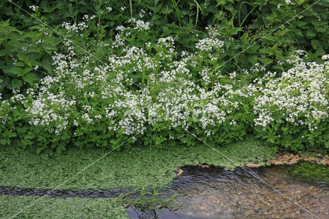 Large Bitter-cress (Cardamine amara)