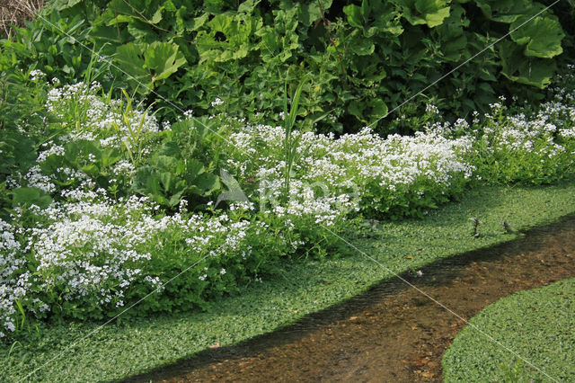 Bittere veldkers (Cardamine amara)