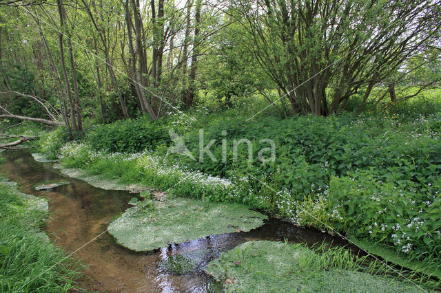 Large Bitter-cress (Cardamine amara)