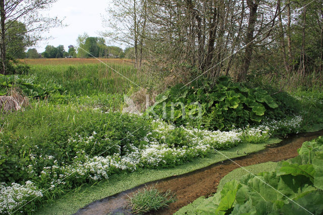 Bittere veldkers (Cardamine amara)