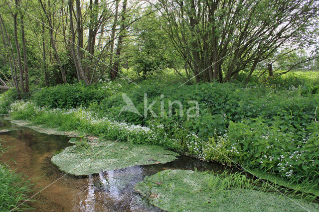 Bittere veldkers (Cardamine amara)