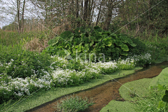 Bittere veldkers (Cardamine amara)