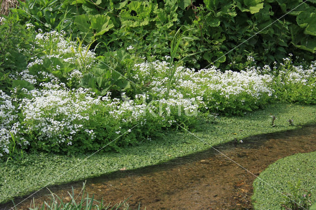 Bittere veldkers (Cardamine amara)