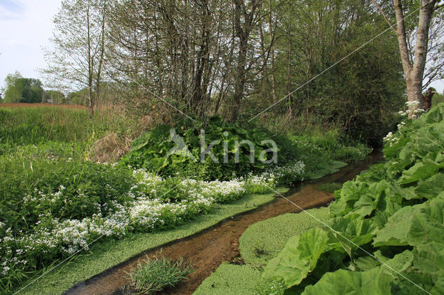 Bittere veldkers (Cardamine amara)