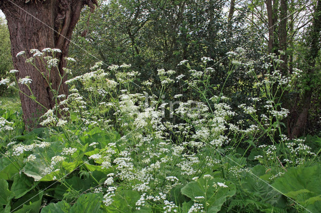 Bittere veldkers (Cardamine amara)