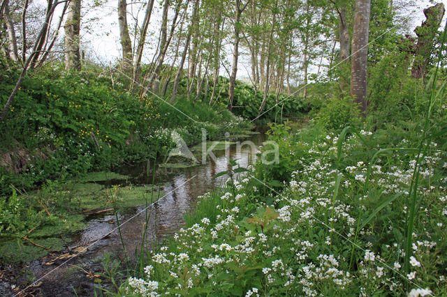 Large Bitter-cress (Cardamine amara)