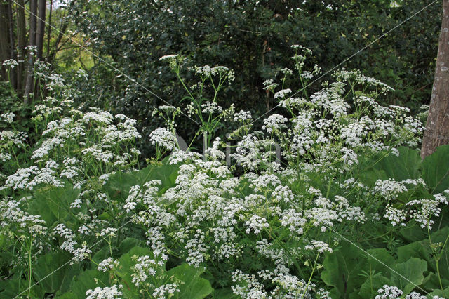 Bittere veldkers (Cardamine amara)