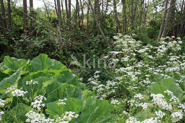 Bittere veldkers (Cardamine amara)