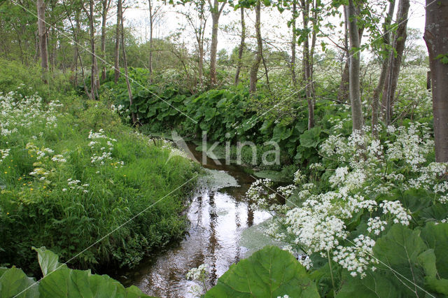 Large Bitter-cress (Cardamine amara)