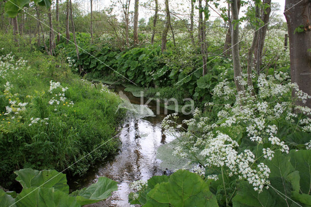 Large Bitter-cress (Cardamine amara)