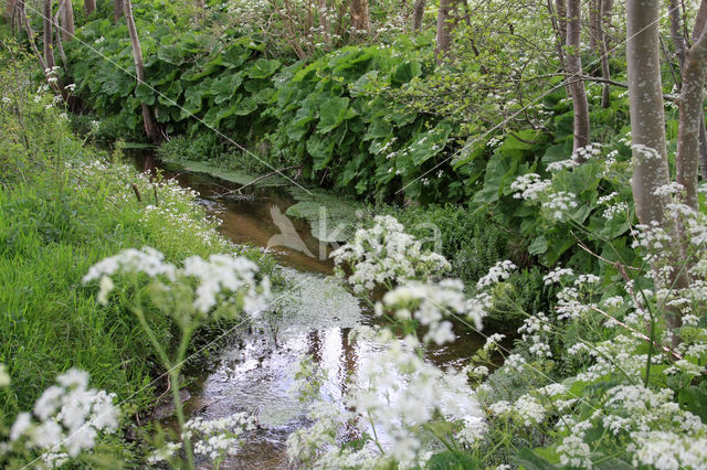 Large Bitter-cress (Cardamine amara)