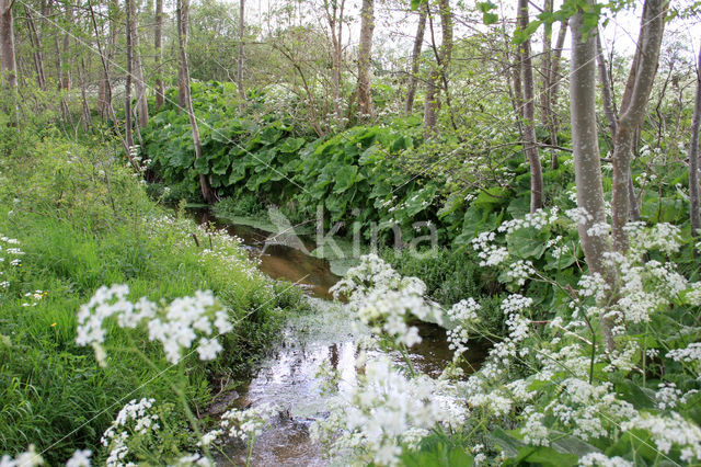 Large Bitter-cress (Cardamine amara)