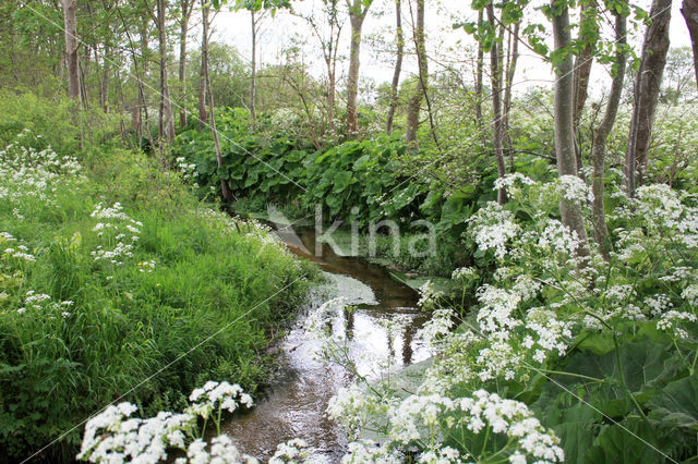 Large Bitter-cress (Cardamine amara)