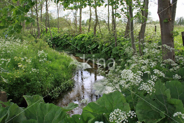 Large Bitter-cress (Cardamine amara)