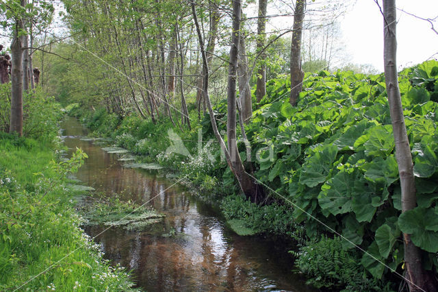 Large Bitter-cress (Cardamine amara)