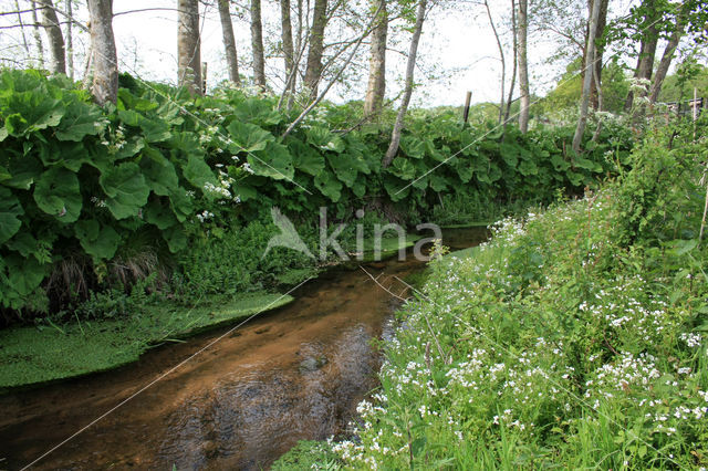 Bittere veldkers (Cardamine amara)