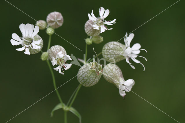 Blaassilene (Silene vulgaris)