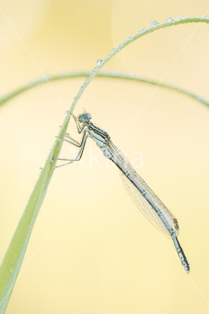 Blauwe breedscheenjuffer (Platycnemis pennipes)