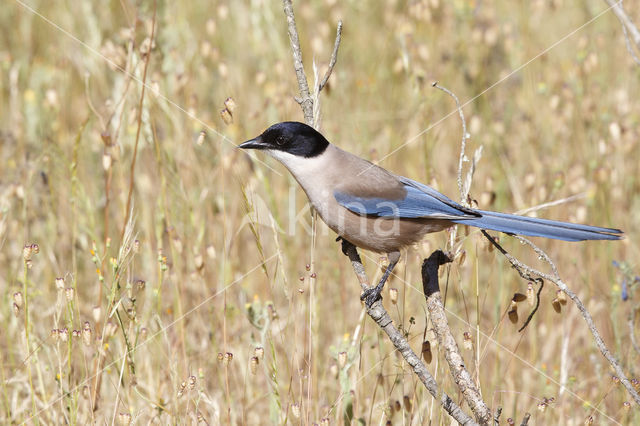 Blauwe Ekster (Cyanopica cyanus)