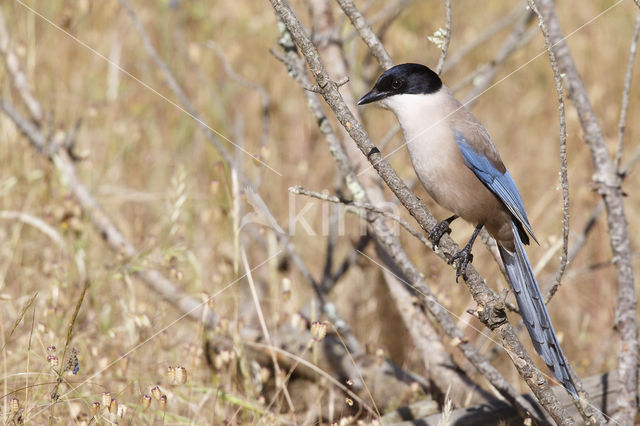 Blauwe Ekster (Cyanopica cyanus)