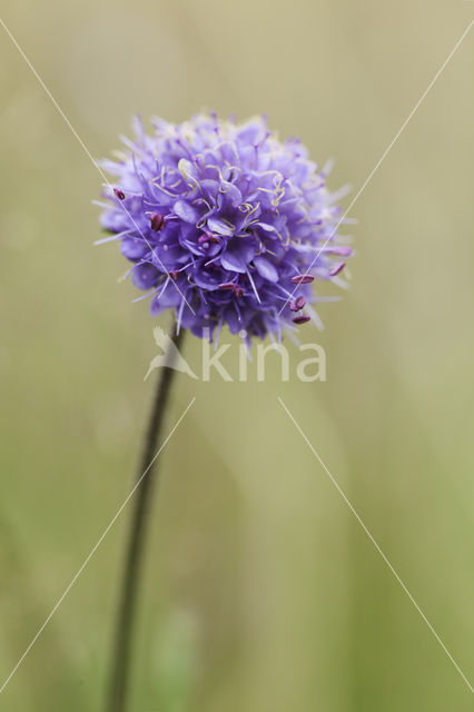 Blauwe knoop (Succisa pratensis)