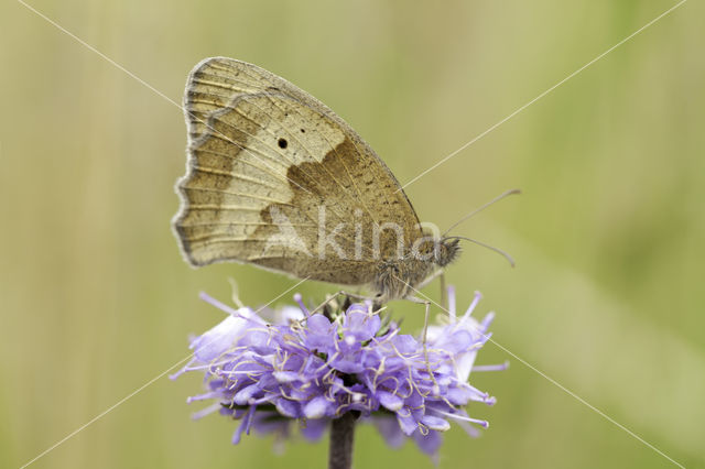 Blauwe knoop (Succisa pratensis)