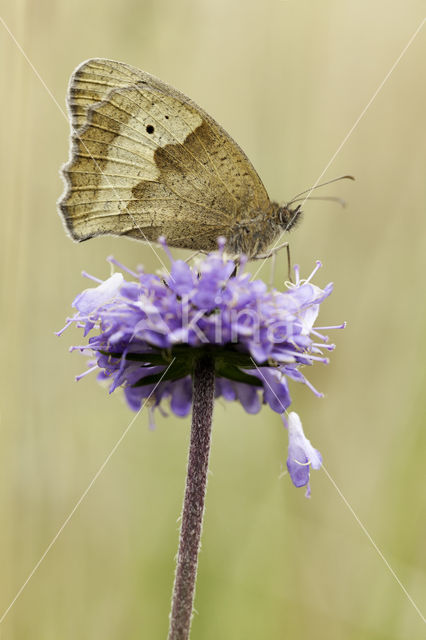 Devil's-bit Scabious (Succisa pratensis)