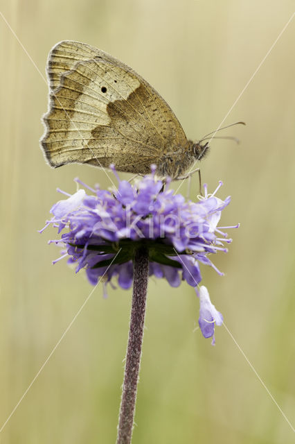 Blauwe knoop (Succisa pratensis)