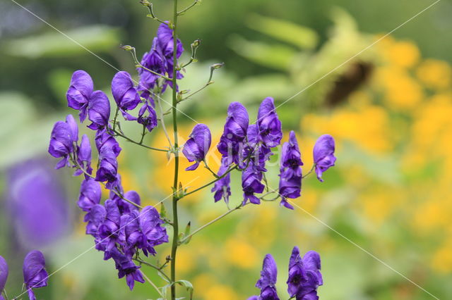 Blauwe monnikskap (Aconitum napellus)