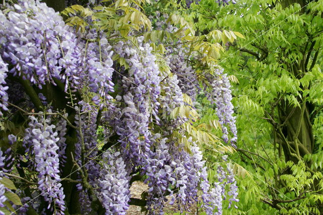 Blauwe regen (Wisteria sinensis)