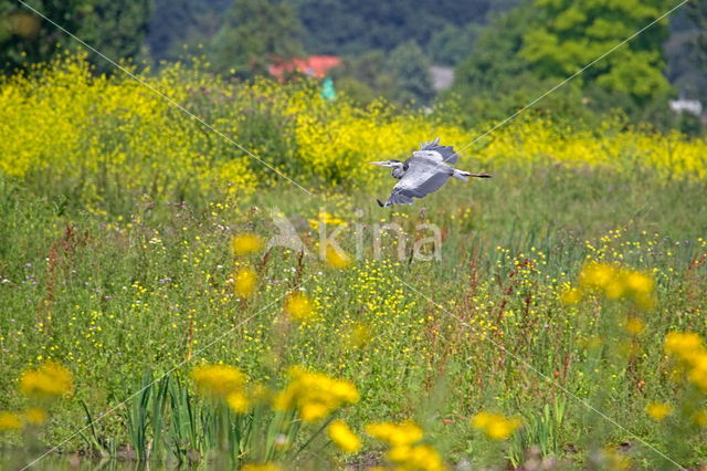 Blauwe Reiger (Ardea cinerea)