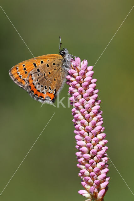 Blauwe vuurvlinder (Lycaena helle)