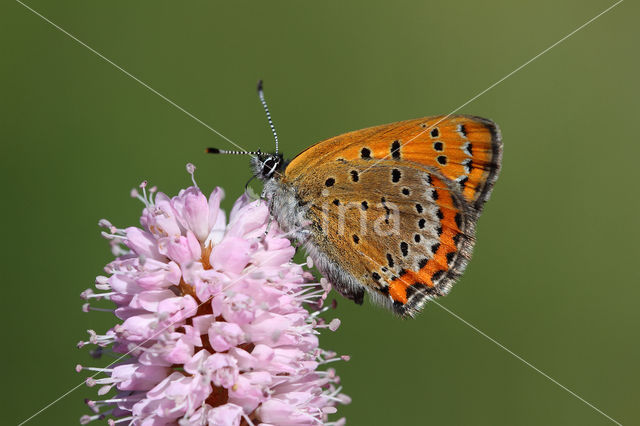 Blauwe vuurvlinder (Lycaena helle)