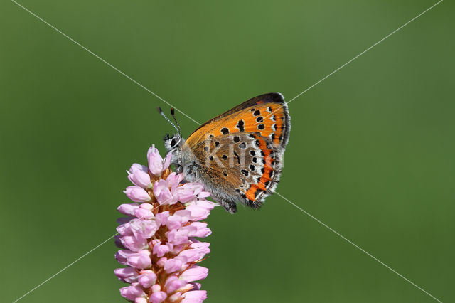 Blauwe vuurvlinder (Lycaena helle)