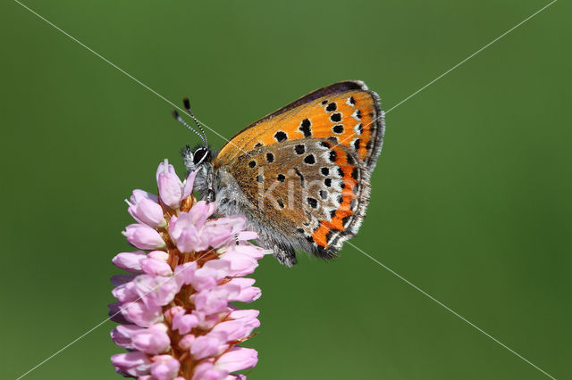 Blauwe vuurvlinder (Lycaena helle)