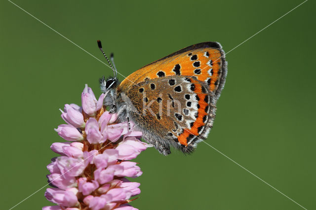 Blauwe vuurvlinder (Lycaena helle)