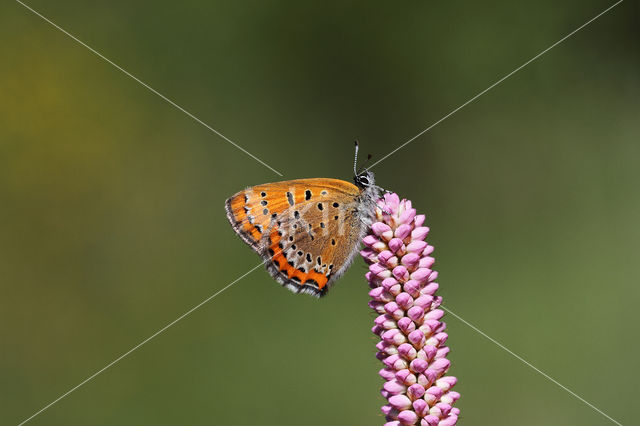 Blauwe vuurvlinder (Lycaena helle)