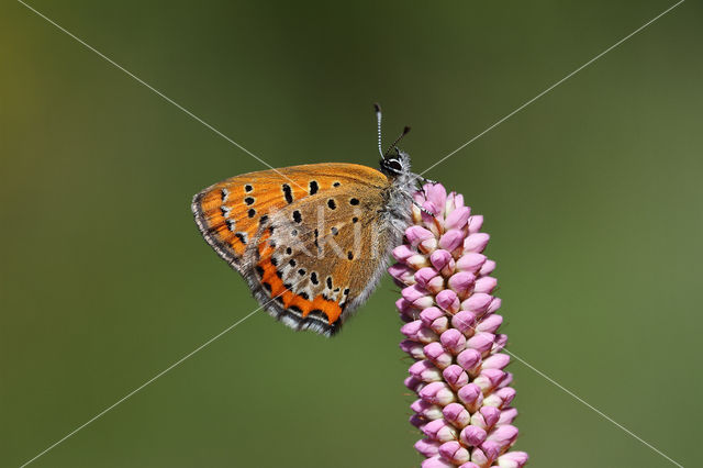 Blauwe vuurvlinder (Lycaena helle)