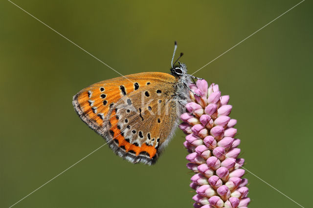 Blauwe vuurvlinder (Lycaena helle)