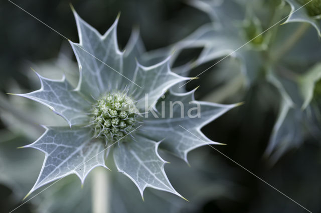 Blauwe zeedistel (Eryngium maritimum)