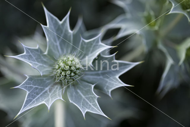 Blauwe zeedistel (Eryngium maritimum)