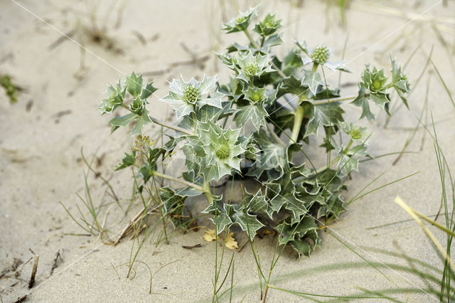 Sea-holly (Eryngium maritimum)