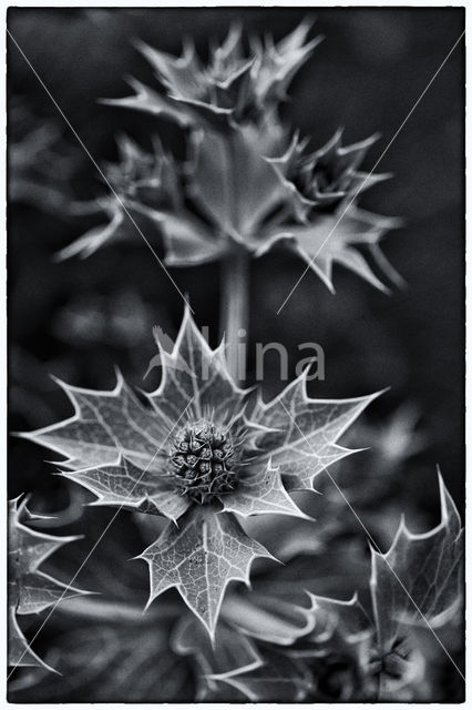 Sea-holly (Eryngium maritimum)